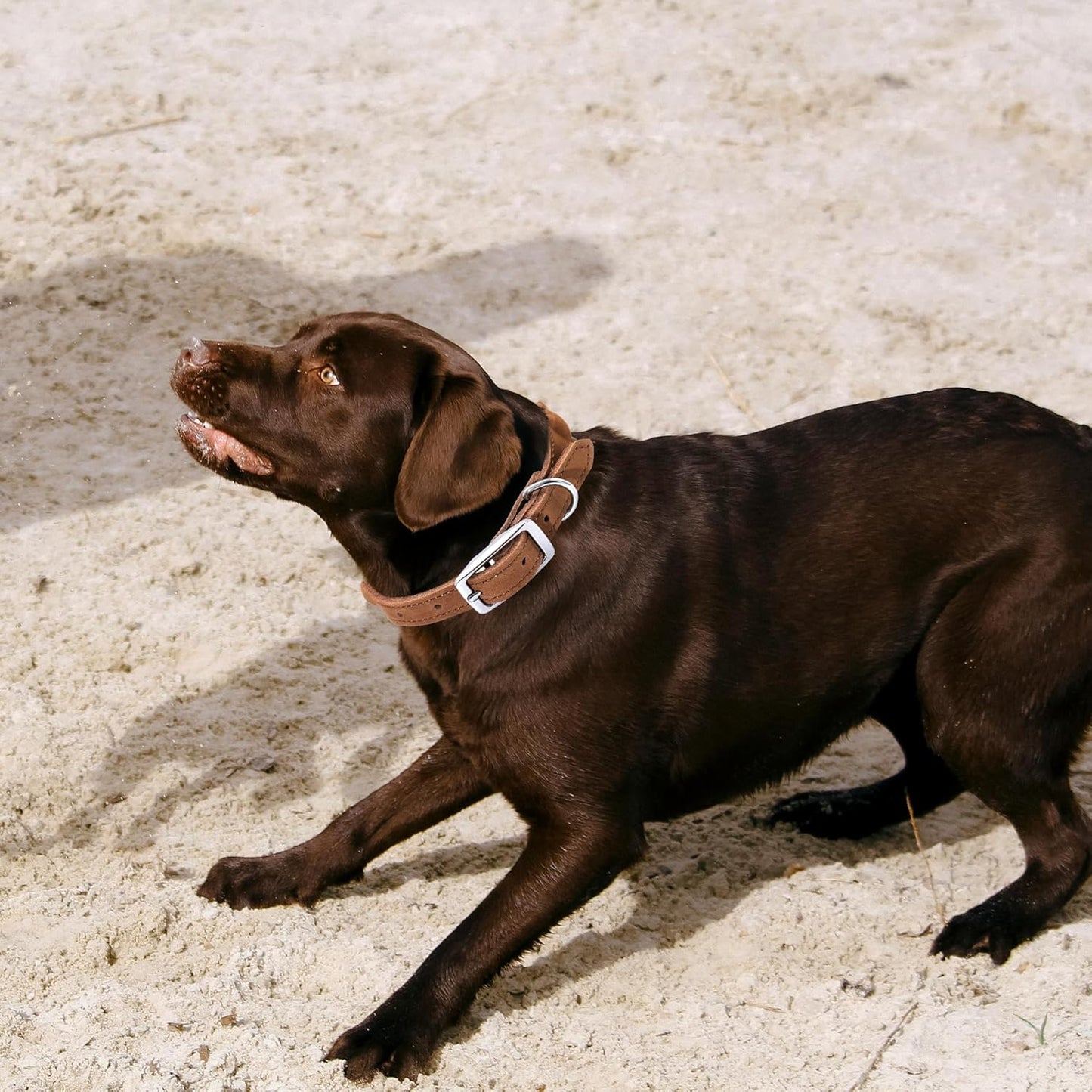 Rope Dog Collar, Genuine Leather (Beige)