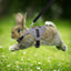 Stylish & Secure Rabbit Harness – Walk in Comfort and Style