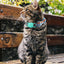 Upgraded Cat Collar with Bells, Breakaway Cat Collars with Bow Tie, 1 Pack Girl Boy Safety Plaid Kitten Collars, Haze Blue