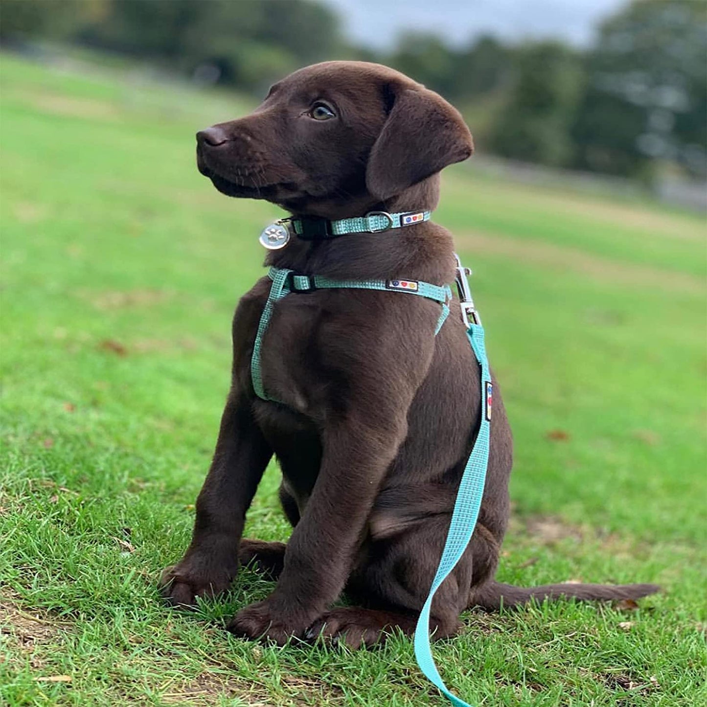 Reflective Step in Dog Harness or Reflective Vest Harness, Comfort Control, Training Walking of Your Puppy/Dog Small Dog Harness S Blue Dog Harness