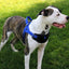 Passport Reflective Dog Harness - We Donate a Harness to a Dog Rescue for Every Harness Sold (Large, RED)