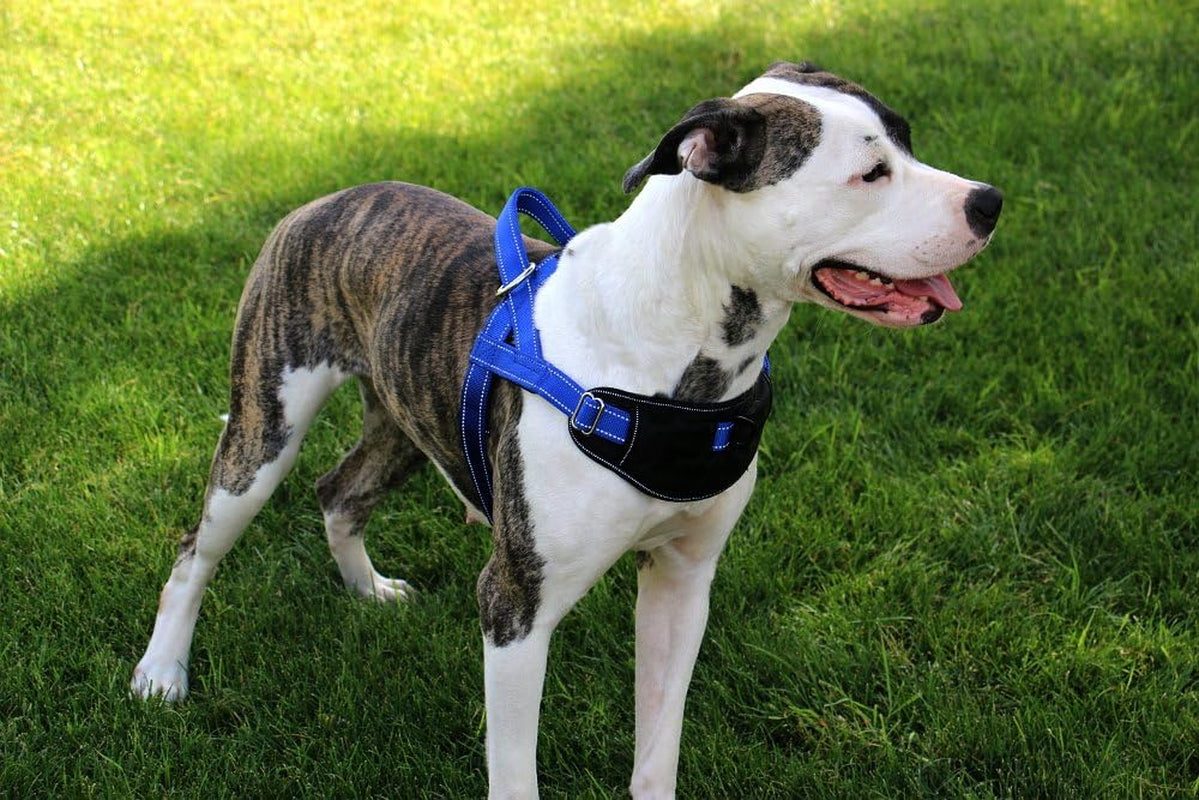 Passport Reflective Dog Harness - We Donate a Harness to a Dog Rescue for Every Harness Sold (Large, RED)