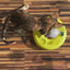 Interactive Cat Toy – Roller Track & Teaser Mouse with Catnip Spring